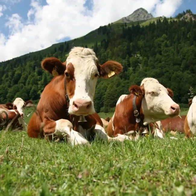 Projeto Agrolemenhe - Desenvolvido por - Helder Mesquita